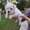 English bulldog puppies available -  reserve now