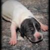 Black piebald Great Dane Puppy