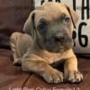 ICCF Cane Corso Puppies Ready May 18,2024
