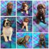 Bordoodle Puppies For Sale