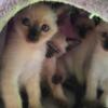 Traditional Applehead purebred Siamese kittens