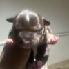 American bully FOR SALE