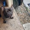 Male French bulldog up for grabs