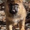 Beautiful Black and Red Sable German Shepherd Female Puppy Available Now