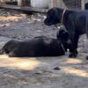Cane Corso Puppies AKC 13 weeks