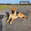 9 Month Old AKC German Shepherd Puppy (FOR SALE)