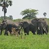 3 days Murchison Falls and ziwa rhino tracking in Uganda