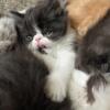 CFA Black & White Male Persian Kitten