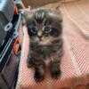 The Exquisite Maine Coon Mix Kittens - Ready to Steal Your Heart!