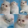 Adorable solid white male Persian kitten