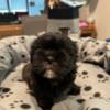 3 Shih-Tzu puppies available