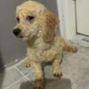 Male maltipoo (F1)  looking forever home