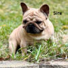 Extremely gorgeous, high quality AKC registered Fawn French bulldog male