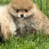 Gorgeous champion bloodline AKC Pomeranians reduced