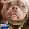 American bully exotic  1 year old male