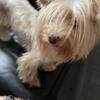 Yorkie Terrier Male puppy For Sale