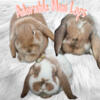 Dont waste my time 1 M & 1 F Mini Lop bunnies 11 months old