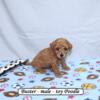 Mini/toy size Poodle puppies