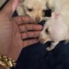 Chihuahua female puppies for sale