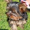 AKC Yorkshire Terrier Puppy
