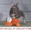beautiful AKC french bulldog puppies for sale