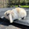 Holland Lop Rabbits for sale