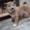 Cassie -Shiba inu puppy looking for forever home