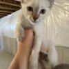Male Siamese kitten looking for a new home
