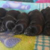 Miniature Schnauzer Puppies AKC -   Gorgeous Royally Bred Babies