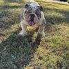Lilac Tri Merle English Bulldog