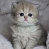 Cute Persian kittens available in New York City