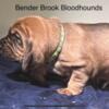 AKC Bloodhound puppy for sale