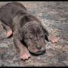 Rare chocolate Great Dane Puppy~reserved