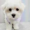 Maltese puppies for sale, New York, New Jersey