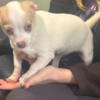 Female Chihuahua 5 months old. Very sweet