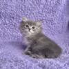 Blu Mink Tabby Ragdoll kitten