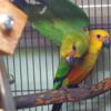 Gold Capped X Fiery Shoulder Conure