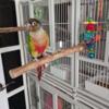 Yellow Sided Green Cheek Conure Needs a loving home