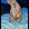 2 male Prairie Dogs available