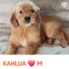 Beautiful male Goldendoodle puppy available!