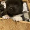 For sale AKC Akita pups