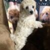 FOR SALE AKC POODLE  PUPPIES