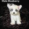 2 Merle blueberry 1 Parti