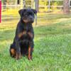 Rottweiler Male 4.5 months old (AKC)