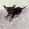 Male black and tan chihuahua puppy