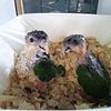 Black-headed caique babies for sale in so. florida