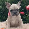 $1,600 Blue Fawn Vesna - beautiful French Bulldog puppy for sale.