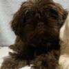 Shih-tzu puppies For sale