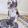 French bull dog puppies ready for forever home