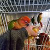 Sun conure red factor baby tamed